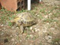 /album/fotogaleria/a10-2010-tortuga-noa1-jpg/
